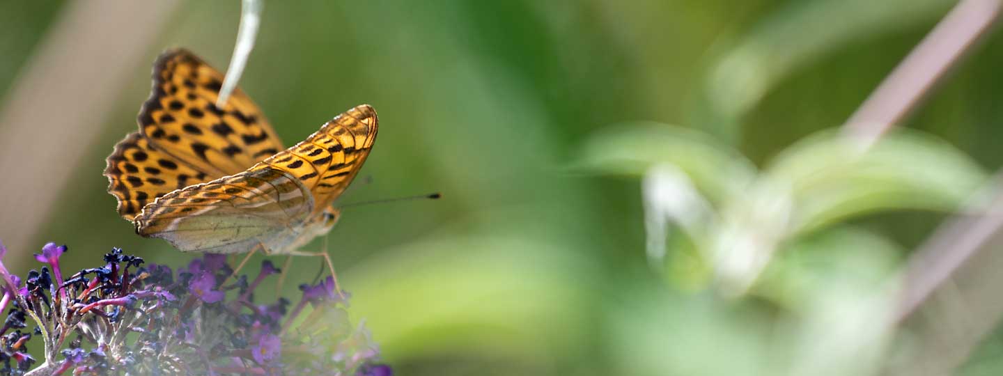 Schmetterling - Achtsamkeitsbasierte Kognitive Therapie (MBCT)