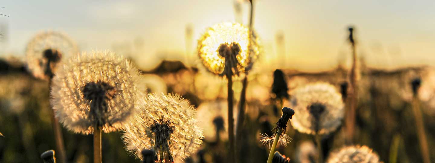 Löwenzahnblüten vor untergehender Sonne